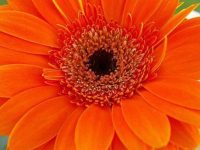 Fleur orange