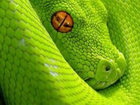 Serpent vert