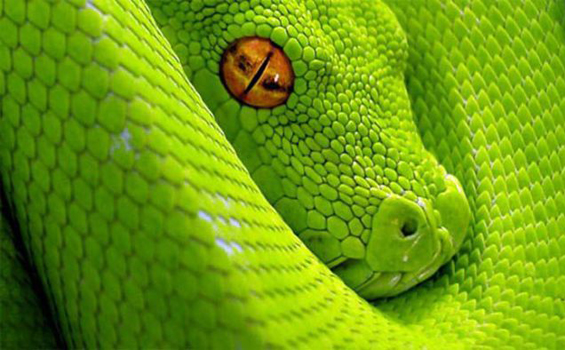 Serpent vert